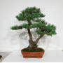 PINUS PENTAPHYLLA ref: 28070261