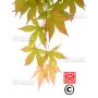 Graines d'Acer Amoenum Mon zukushi