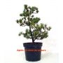 EpuisePinus pentaphylla du Japon "kokonoe"