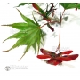 EPUISE Graines d'Acer Amoenum Sumi nagashi