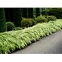 hakonechloa macra aureola livrée pot plastique