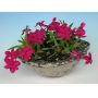 EPUISE rhodohypoxis "douglas"