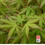 Graines d'acer palmatum