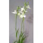 habenaria radiata (orchidée) lot de 5 bulbes