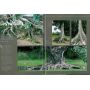 EPUISEESPRIT BONSAI N° 40