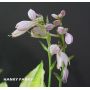 Hosta Hanky panky