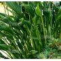 Hosta Praying hands