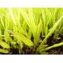 hakonechloa all gold livrée en pot plastique