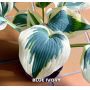 Hosta Blue ivory