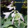 Hosta Moonlight sonata