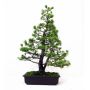 PTpasbeauPin a 5 aiguilles du japon ref: 23110128