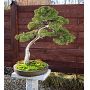 Stele granite bonsai 130 cm