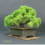 juniperus chinensis itoigawa ref 30090131