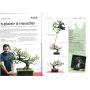 BONSAI FOCUS N° 74