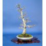 acer palmatum shishigashira ref:200601411