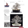 BONSAI FOCUS N° 84