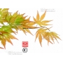 Graines d'Acer palmatum variété 9001