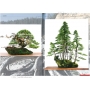 BONSAI FOCUS N° 87