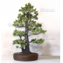 VENDU Pinus pentaphylla du Japon ref : 03070171