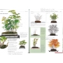 BONSAI FOCUS N° 93