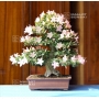 VENDU Rhododendron nikko 05060181