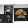 BONSAI FOCUS N° 97