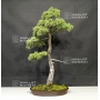 VENDU Pinus pentaphylla 25070182