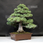 VENDU Pinus pentaphylla ref: 09080193
