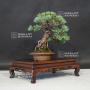 vendu Pinus pentaphylla  ref : 12090196