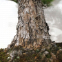 VENDU Pinus parviflora ref: 18120191