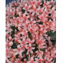 VENDU rhododendron shuho no hikari 4040204