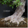 PT RP rhododendron kinsai 190402011