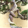 VENDU juniperus chinensis itoigawa ref 01050203