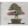 BONSAI FOCUS N° 111