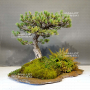 VENDU Pinus pentaphylla 6110201