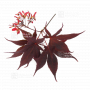 VENDU acer palmatum shojo nomura ref 12060204