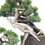 VENDU juniperus chinensis itoigawa ref:20020214