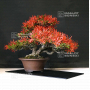 VENDU Rhododendron kinsai ref:04060214