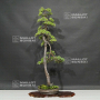 VENDU Pinus pentaphylla 20060202