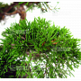 VENDU juniperus chinensis itoigawa 30070217