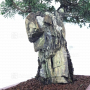 juniperus chinensis itoigawa 12110216