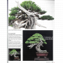 BONSAI FOCUS N° 120