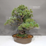 Pinus pentaphylla ref: 18020221