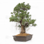 pinus pentaphylla 10030223