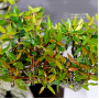 VENDU trachelospermum asiaticum ref : 7100162