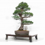 VENDU Pinus pentaphylla kokonoe du Japon ref :1909