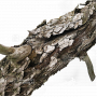 PT Pinus pentaphylla 23090224