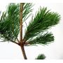 Pinus parviflora var. negishi 4 litres