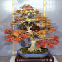 VENDU acer palmatum seigen ref :042025