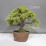 VENDU juniperus chinensis  itoigawa 20090242